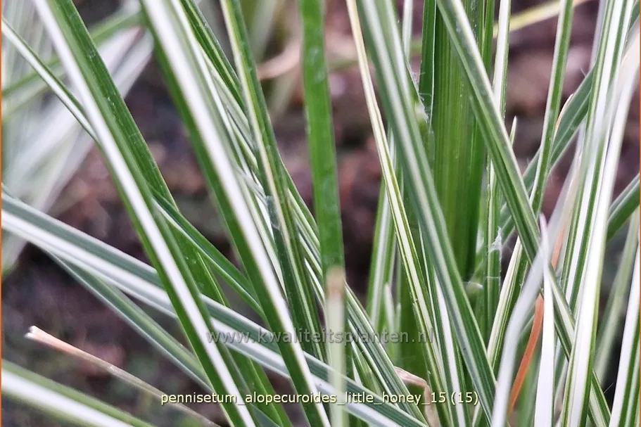 Pennisetum alopecuroides 'Little Honey'