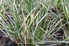 Pennisetum alopecuroides 'Little Honey'
