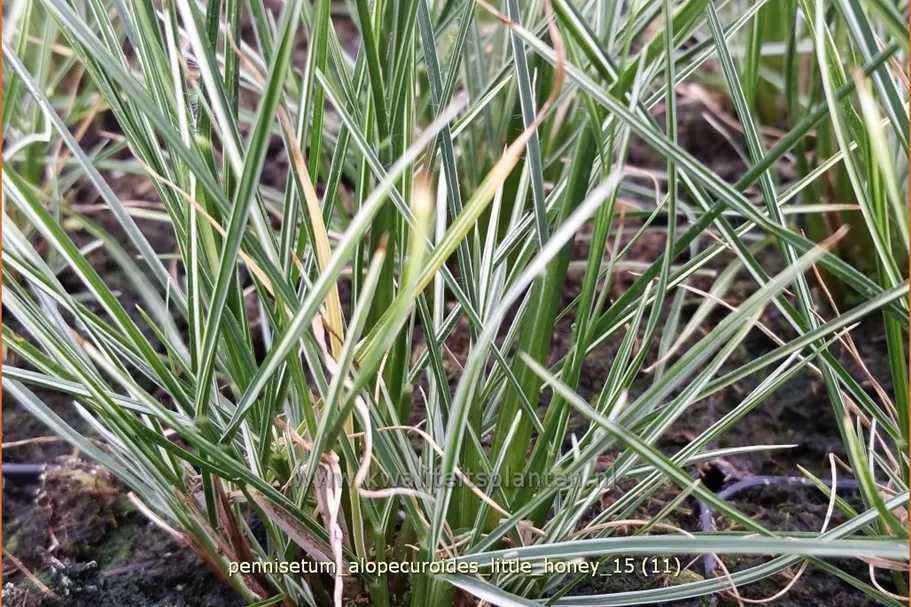 Pennisetum alopecuroides 'Little Honey'