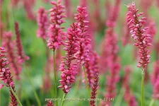 Persicaria amplexicaulis 'Speciosa'