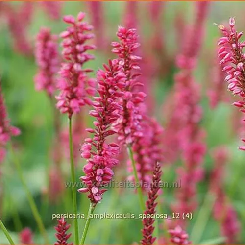 Persicaria amplexicaulis 'Speciosa'