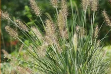 Pennisetum alopecuroides 'Little Honey'