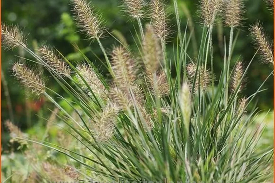 Pennisetum alopecuroides 'Little Honey'