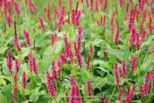 Persicaria amplexicaulis 'Speciosa'