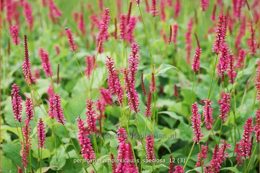 Persicaria amplexicaulis 'Speciosa'