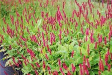 Persicaria amplexicaulis 'Speciosa'