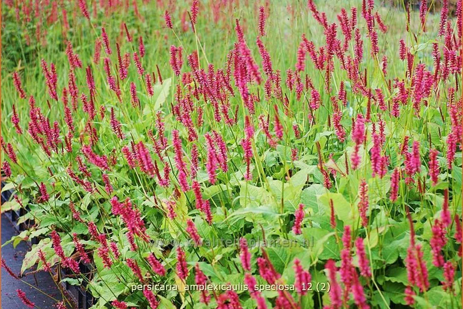 Persicaria amplexicaulis 'Speciosa'