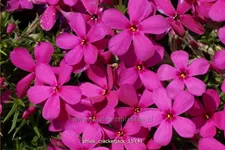 Phlox douglasii 'Crackerjack'