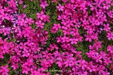 Phlox douglasii 'Crackerjack'