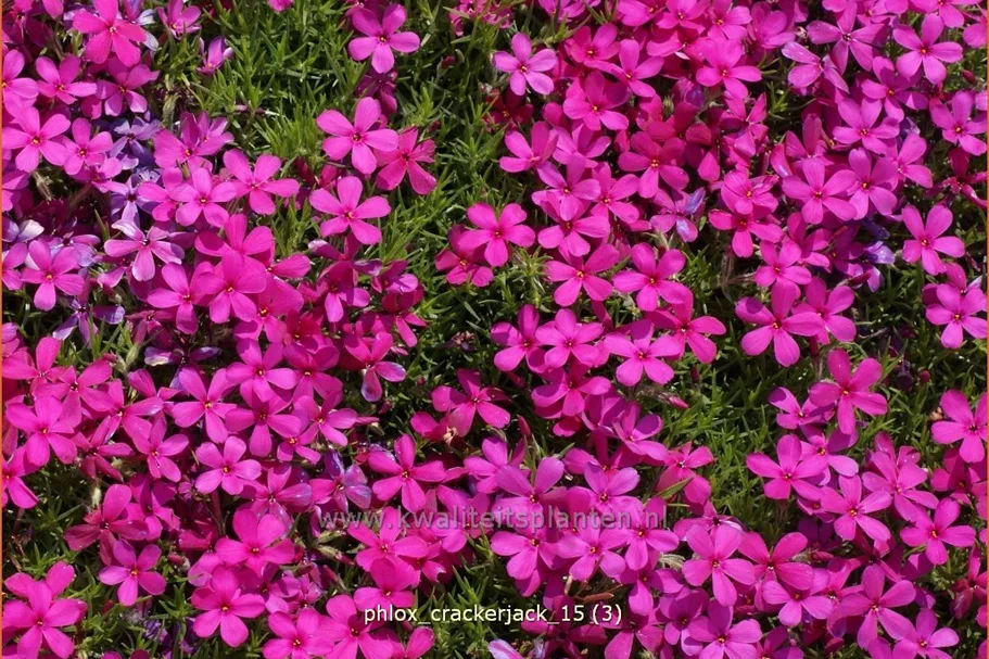Phlox douglasii 'Crackerjack'