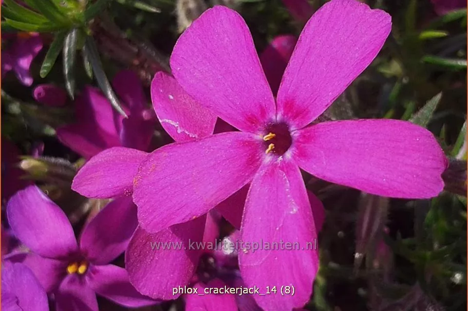 Phlox douglasii 'Crackerjack'