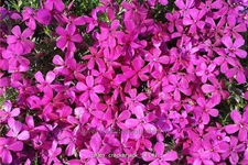 Phlox douglasii 'Crackerjack'