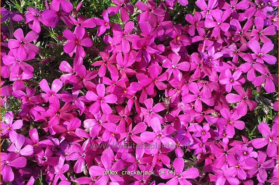 Phlox douglasii 'Crackerjack'