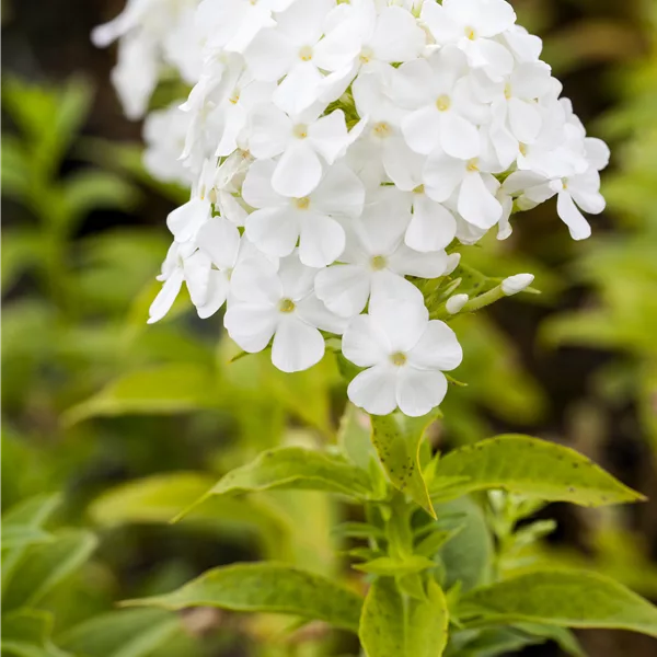 Phlox paniculata 'Fujiyama'