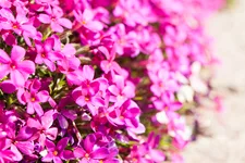 Phlox douglasii 'Crackerjack'