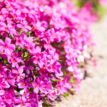 Phlox douglasii 'Crackerjack'