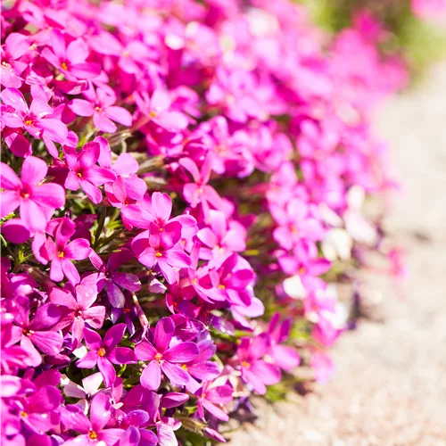Phlox douglasii 'Crackerjack'