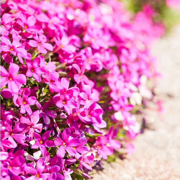 Phlox douglasii 'Crackerjack'
