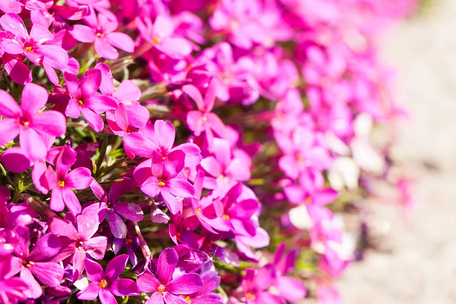 Phlox douglasii 'Crackerjack'