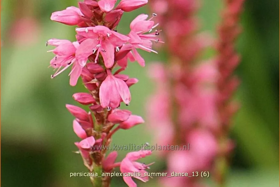 Persicaria amplexicaulis 'Summer Dance'