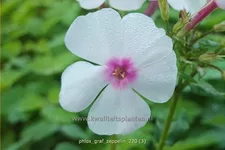 Phlox paniculata 'Graf Zeppelin'