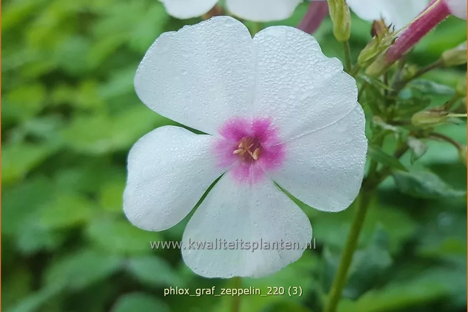 Phlox paniculata 'Graf Zeppelin'