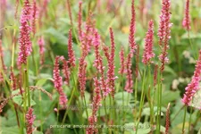 Persicaria amplexicaulis 'Summer Dance'