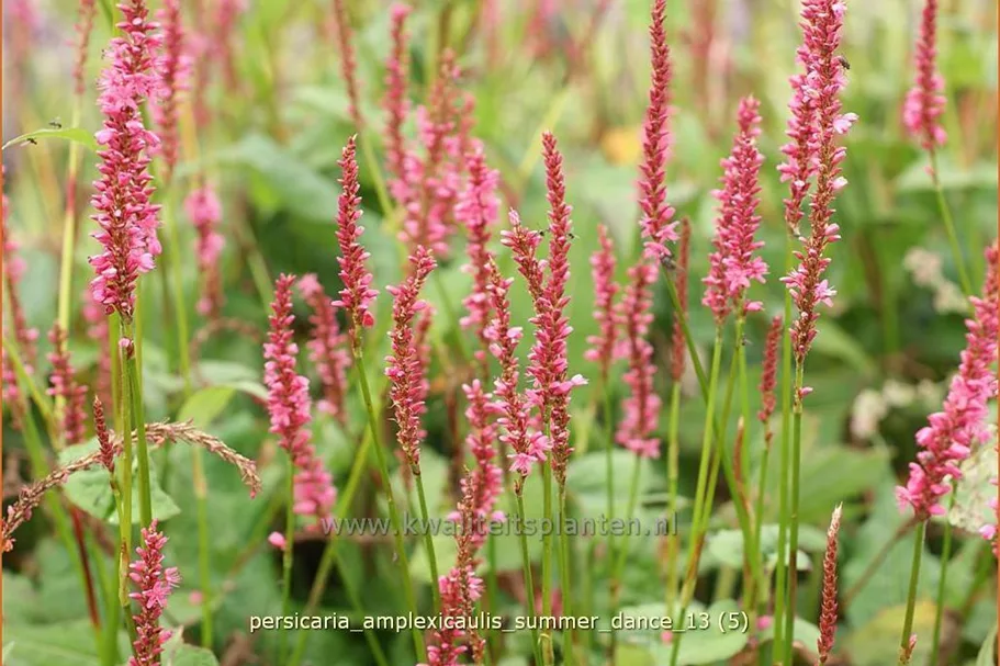 Persicaria amplexicaulis 'Summer Dance'
