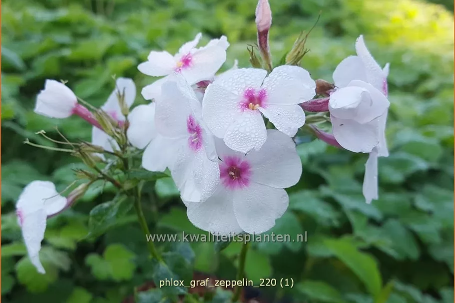 Phlox paniculata 'Graf Zeppelin'