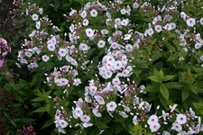 Phlox paniculata 'Graf Zeppelin'