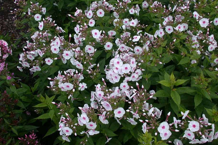 Phlox paniculata 'Graf Zeppelin'