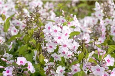 Phlox paniculata 'Graf Zeppelin'