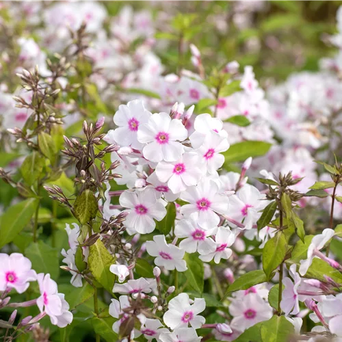 Phlox paniculata 'Graf Zeppelin'