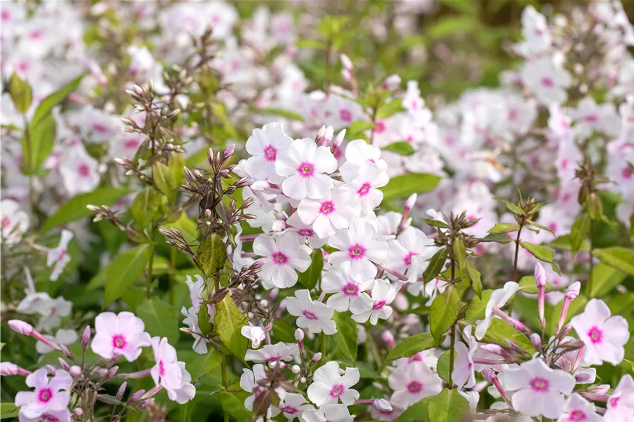 Phlox paniculata 'Graf Zeppelin'