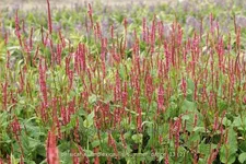 Persicaria amplexicaulis 'Summer Dance'