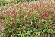 Persicaria amplexicaulis 'Summer Dance'