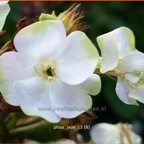 Phlox paniculata 'Jade'