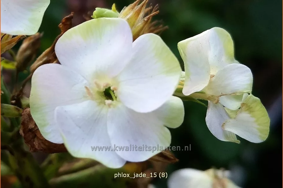 Phlox paniculata 'Jade'