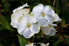 Phlox paniculata 'Jade'