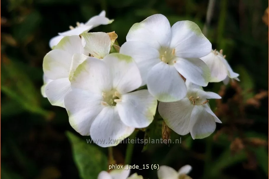 Phlox paniculata 'Jade'