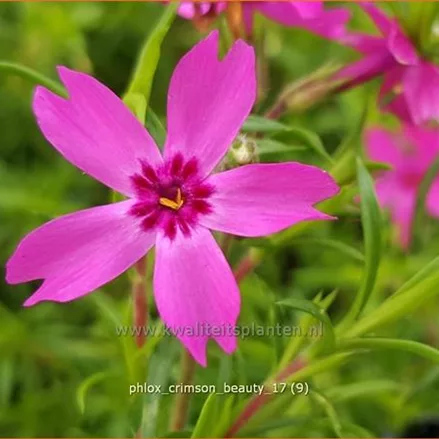 Phlox 'Crimson Beauty'