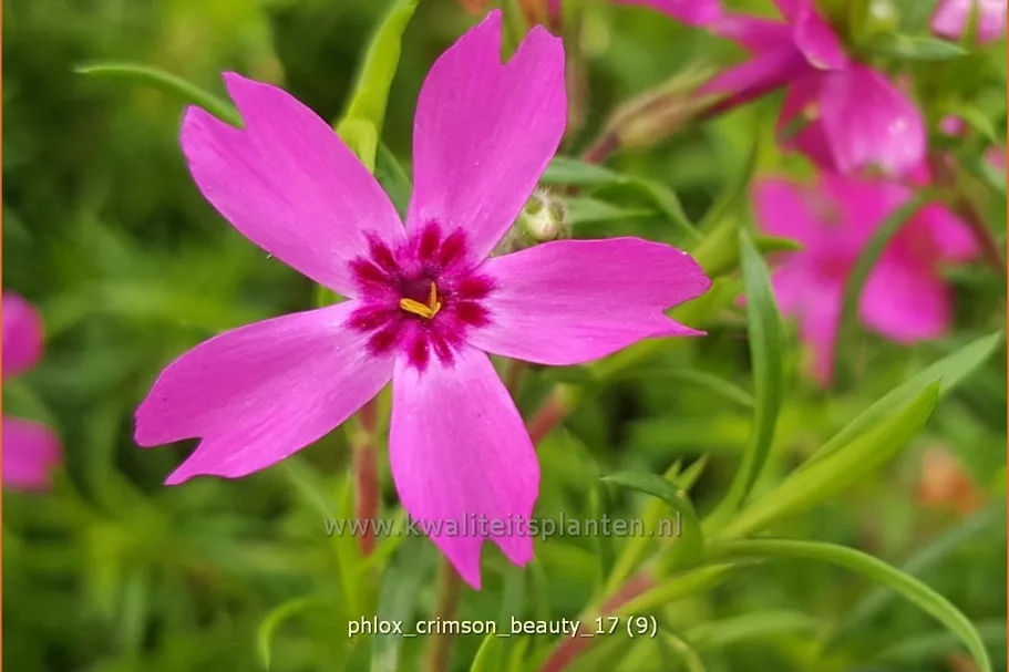Phlox 'Crimson Beauty'