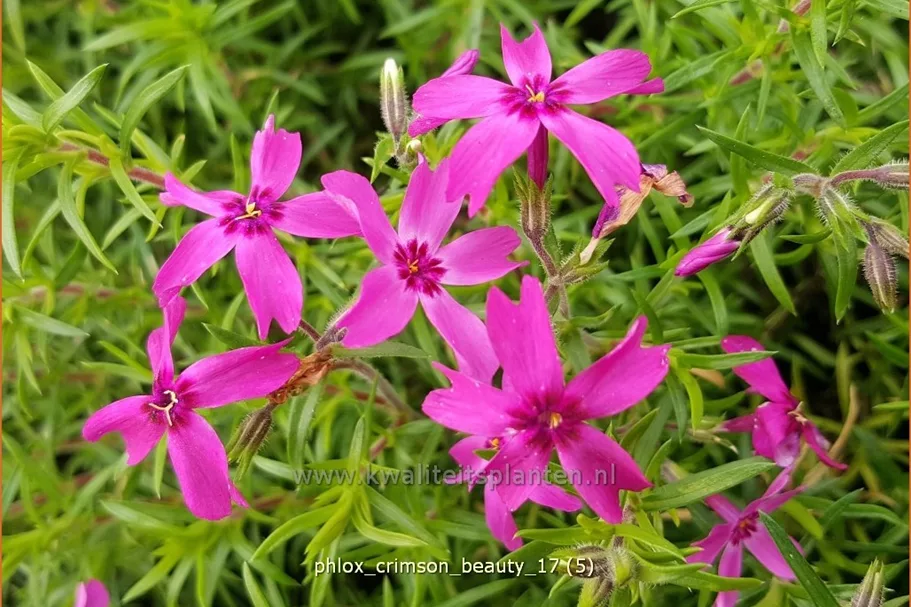 Phlox 'Crimson Beauty'