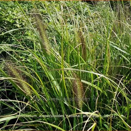 Pennisetum alopecuroides 'National Arboretum'