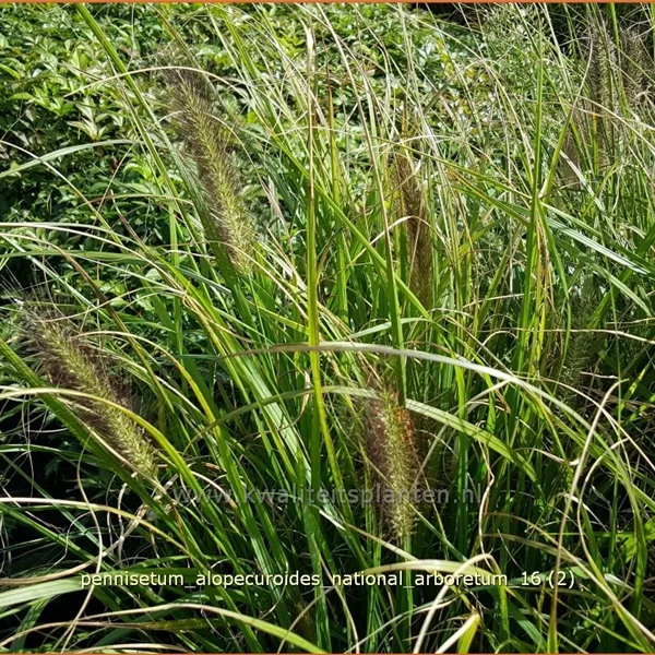 Pennisetum alopecuroides 'National Arboretum'