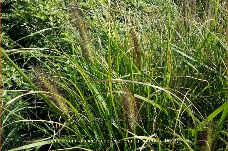 Pennisetum alopecuroides 'National Arboretum'
