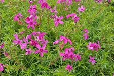 Phlox 'Crimson Beauty'