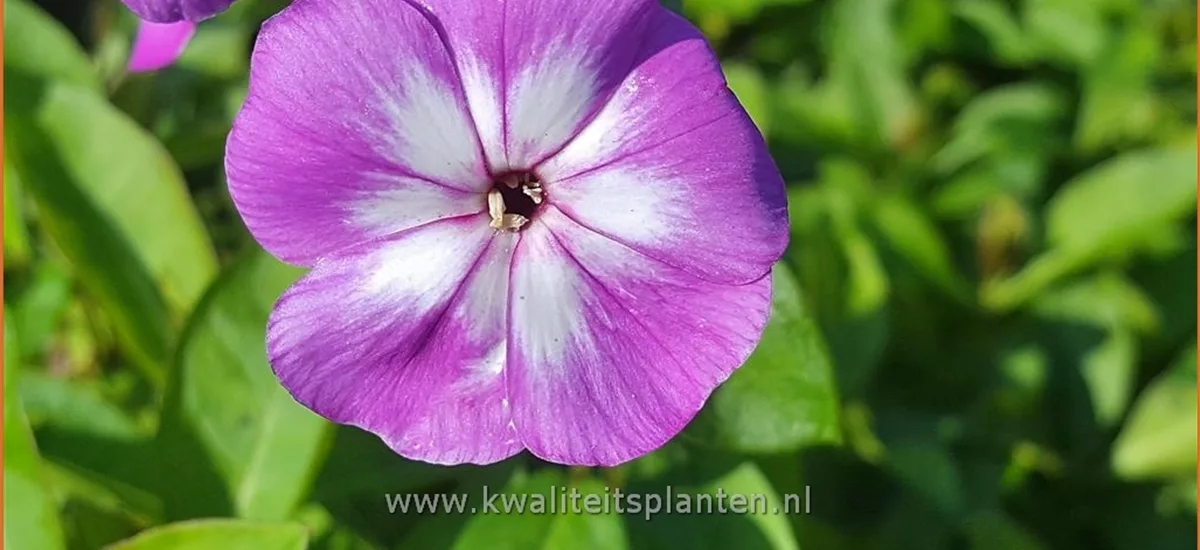 Phlox paniculata 'Laura'