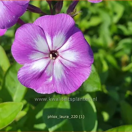 Phlox paniculata 'Laura'