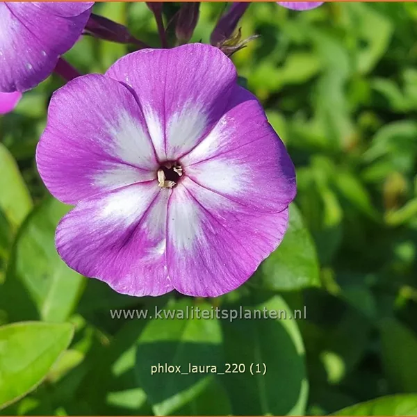 Phlox paniculata 'Laura'